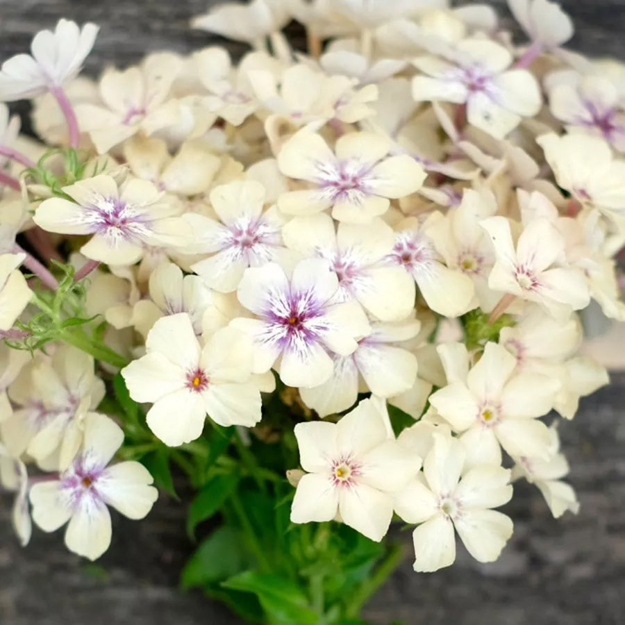 Sommer-Phlox Creme Brulée