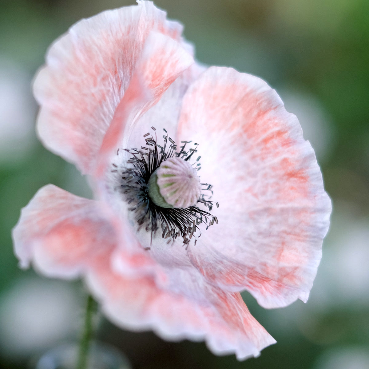 Klatschmohn Mother of Pearls